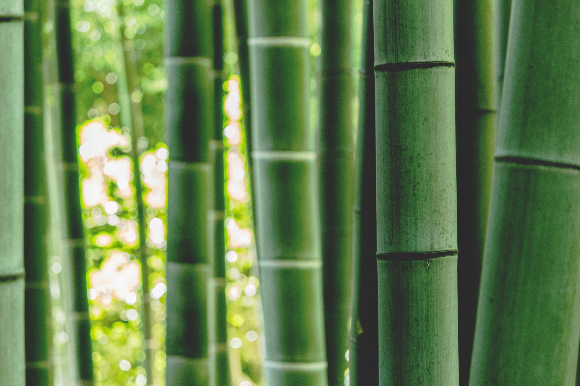 vải bamboo là gì, chất liệu vải bamboo là gì, vải bamboo là vải gì